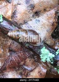 Attēlu rezultāti vaicājumam “Ena montana”