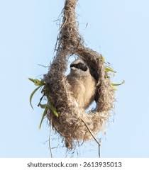 Attēlu rezultāti vaicājumam “Remiz pendulinus nest”