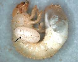 Attēlu rezultāti vaicājumam “Orthosia sp. larva”