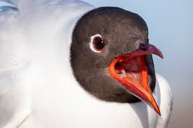 Attēlu rezultāti vaicājumam “Larus ridibundus”
