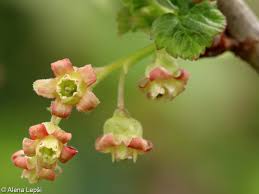 Attēlu rezultāti vaicājumam “Ribes nigrum flower”