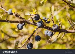 Attēlu rezultāti vaicājumam “Prunus spinosa fruit”