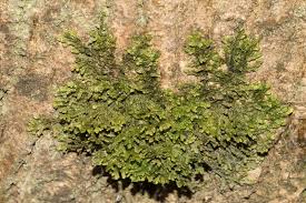 Attēlu rezultāti vaicājumam “Porella platyphylla macro”