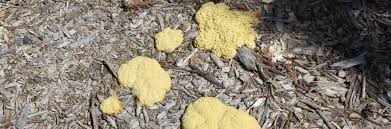 Image result for Fuligo septica