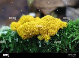 Attēlu rezultāti vaicājumam “Physarum virescens”