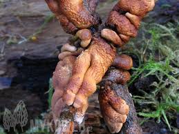 Attēlu rezultāti vaicājumam “Hypocreopsis lichenoides”