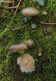 Attēlu rezultāti vaicājumam “Tilachlidium brachiatum”