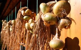 Image result for Zwiebeln