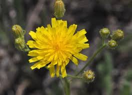 Attēlu rezultāti vaicājumam “Crepis tectorum fruit”