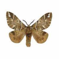 Attēlu rezultāti vaicājumam “Endromidae”