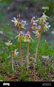 Attēlu rezultāti vaicājumam “Epipogium aphyllum”