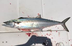 Image result for Leiostomus xanthurus