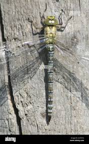 Attēlu rezultāti vaicājumam “Aeshna viridis”