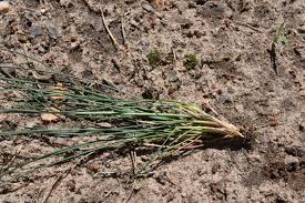 Attēlu rezultāti vaicājumam “Festuca psammophila”