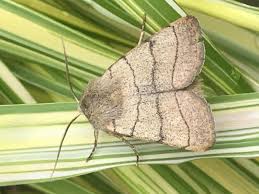 Attēlu rezultāti vaicājumam “Charanyca trigrammica”