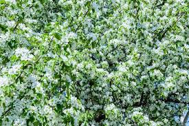 Attēlu rezultāti vaicājumam “Malus prunifolia”