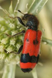 Attēlu rezultāti vaicājumam “Trichodes apiarius”