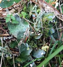 Attēlu rezultāti vaicājumam “Peltigera leucophlebia”