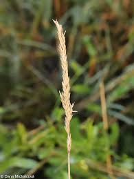 Attēlu rezultāti vaicājumam “Koeleria glauca flower”