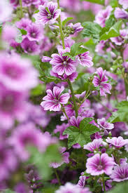 Image result for Malva sylvestris 'Zebrina'