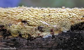 Attēlu rezultāti vaicājumam “Sarcodontia crocea”