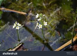 Attēlu rezultāti vaicājumam “Hottonia palustris flower”