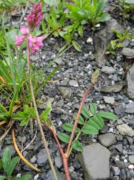 Attēlu rezultāti vaicājumam “Onobrychis arenaria leaf”