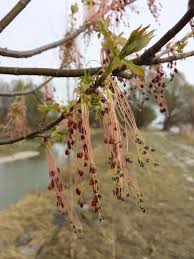 Attēlu rezultāti vaicājumam “Acer negundo female flower”