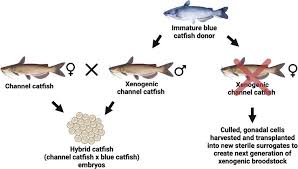 Image result for Ictalurus furcatus