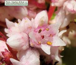 Attēlu rezultāti vaicājumam “Cuscuta epithymum subsp. trifolii flower”