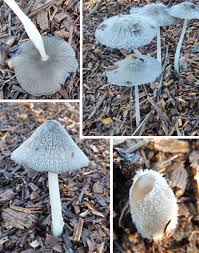 Attēlu rezultāti vaicājumam “Coprinus lagopus”