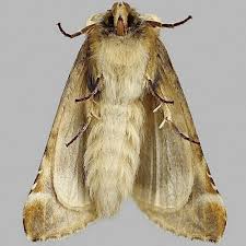 Attēlu rezultāti vaicājumam “Habrosyne pyritoides”