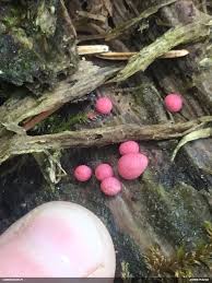 Attēlu rezultāti vaicājumam “Lycogala persicum”