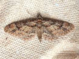 Attēlu rezultāti vaicājumam “Gymnoscelis rufifasciata”