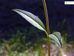 Attēlu rezultāti vaicājumam “Succisa pratensis leaf”