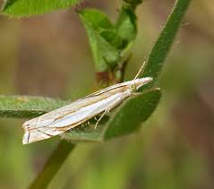 Attēlu rezultāti vaicājumam “Crambus heringiellus”