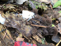 Attēlu rezultāti vaicājumam “Stemonitis lignicola”