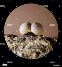 Attēlu rezultāti vaicājumam “Diderma radiatum young”