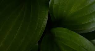 Attēlu rezultāti vaicājumam “Plantago uniflora leaf”