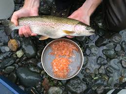 Image result for Salvelinus alpinus taranetzi