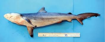 Image result for Carcharhinus brachyurus