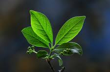 Attēlu rezultāti vaicājumam “Euonymus europaeus bud”