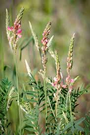 Attēlu rezultāti vaicājumam “Onobrychis arenaria”
