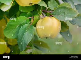 Attēlu rezultāti vaicājumam “Cydonia oblonga fruit”