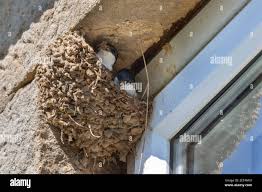 Attēlu rezultāti vaicājumam “Delichon urbicum nest”