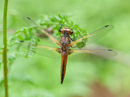 Attēlu rezultāti vaicājumam “Libellula fulva male”