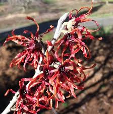 Attēlu rezultāti vaicājumam “Hamamelis mollis flower”