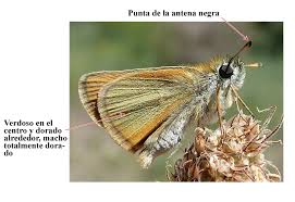 Attēlu rezultāti vaicājumam “Thymelicus lineola male”