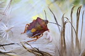 Attēlu rezultāti vaicājumam “Carpocoris sp. nymph”