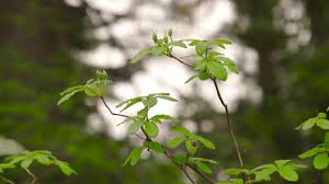 Attēlu rezultāti vaicājumam “Menziesia ferruginea”